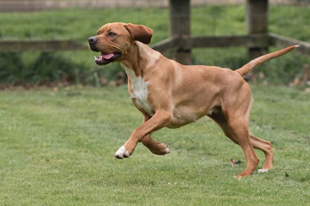 Perdiguero portugues socializacion entrenamiento