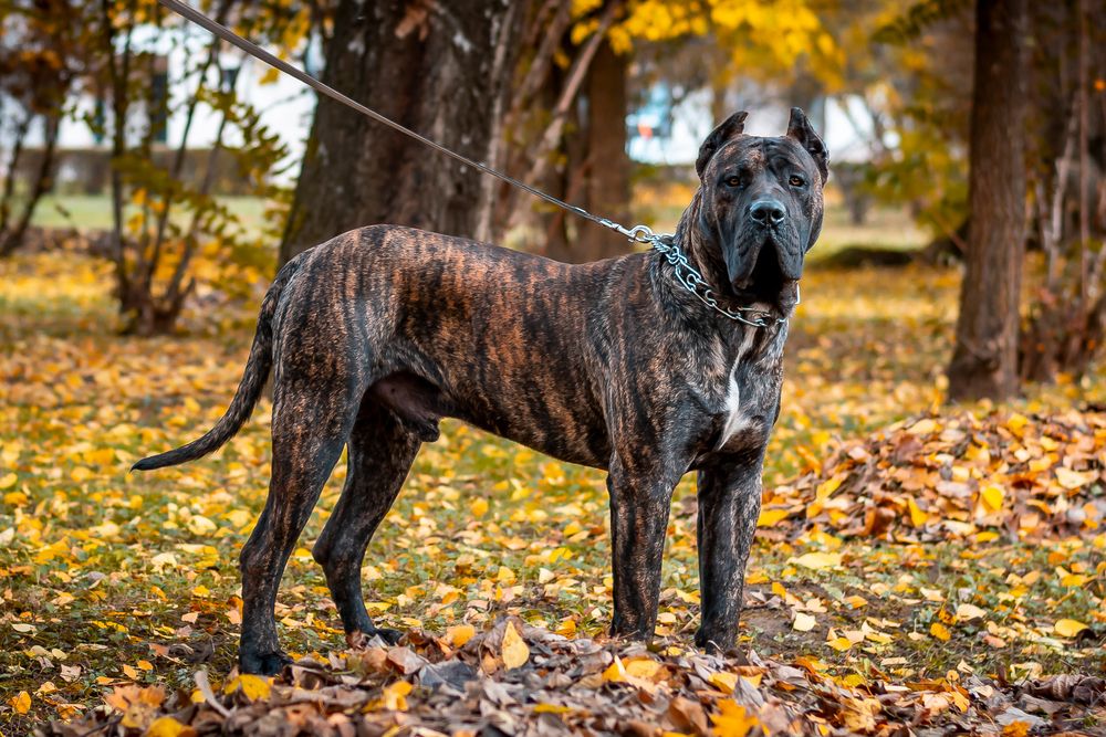 Alano Español sujeto con cadena en entorno natural