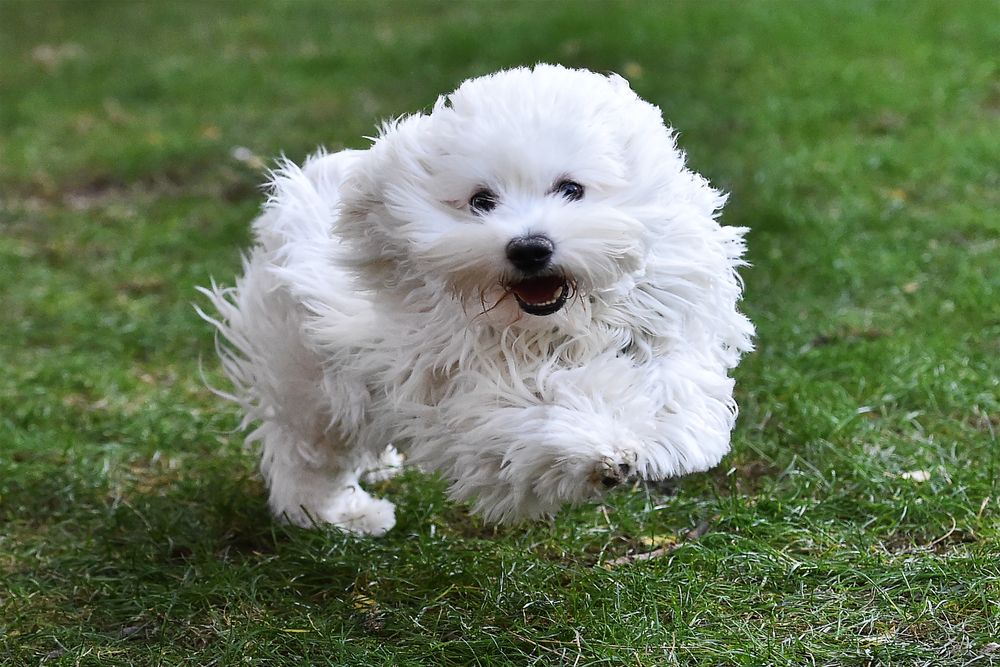Bichón Maltés jugando sobre el césped.