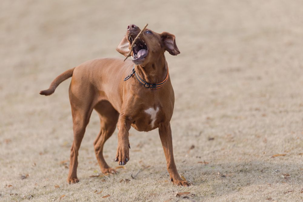 Perro Braco Húngaro jugando con un palo al aire libre
