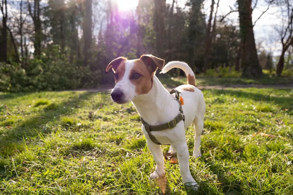 Fox Terrier disfrutando de un juego sobre el césped