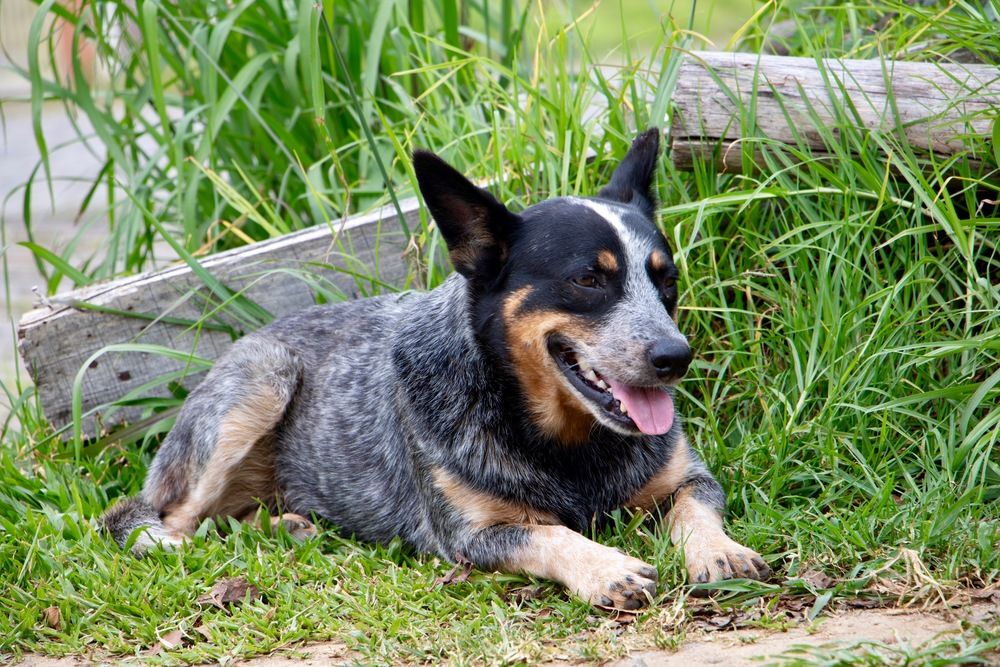 Perro de pastoreo descansando en el campo.