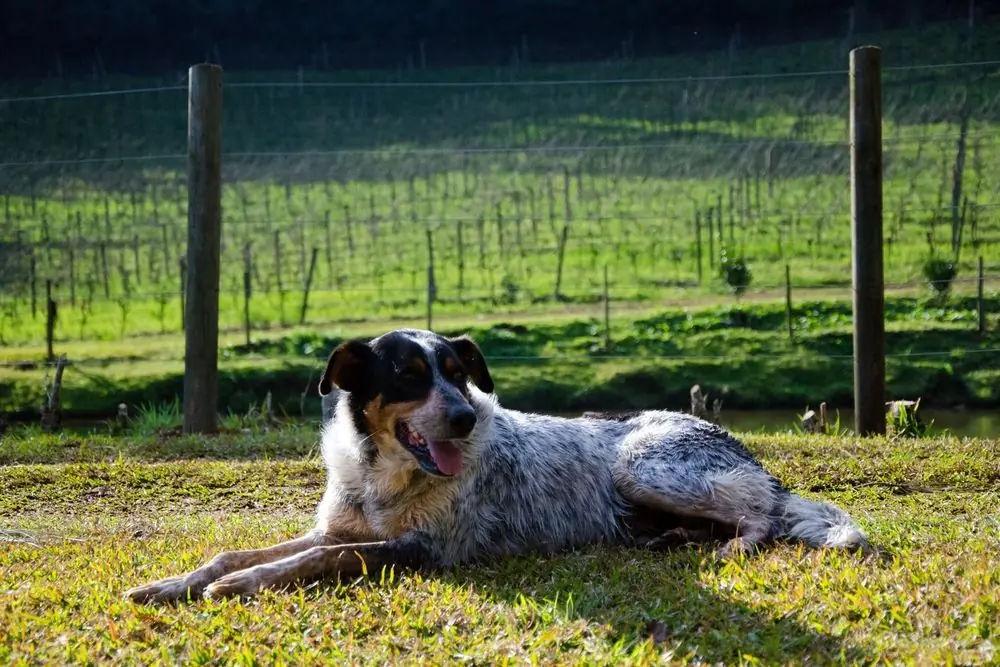 Perro de pastoreo descansando sobre el césped.
