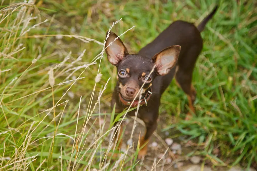 Perro Ratón de Praga descansando sobre el césped