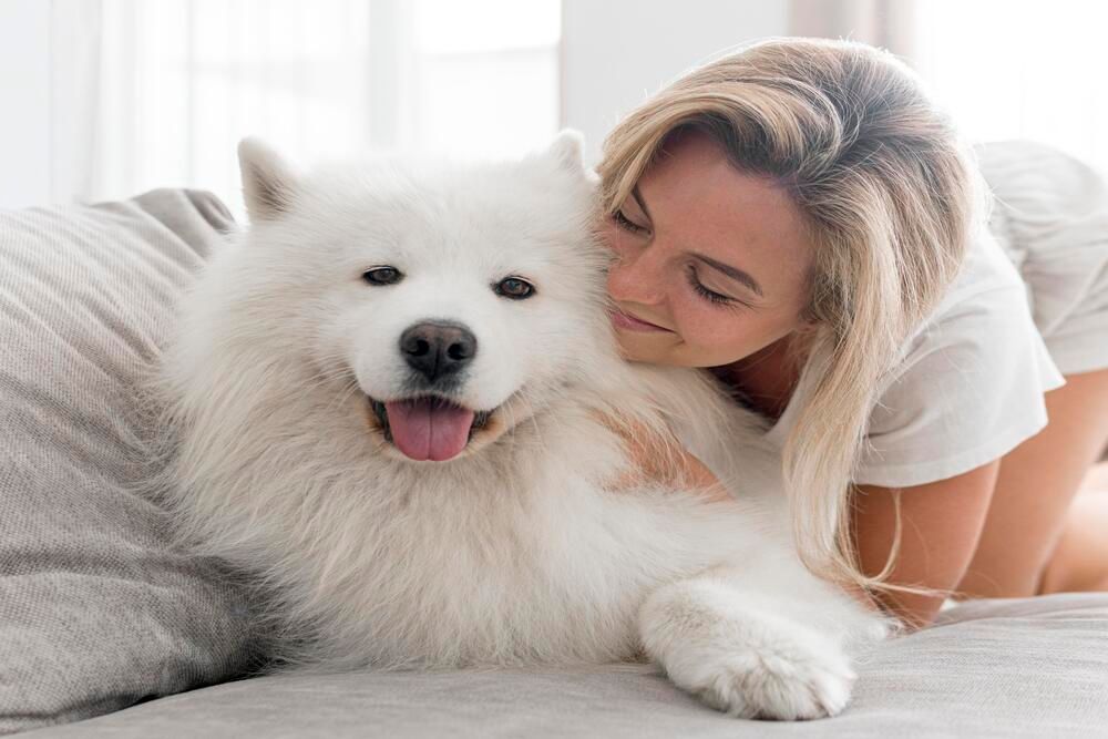 Samoyedo recibiendo cariño de su dueña