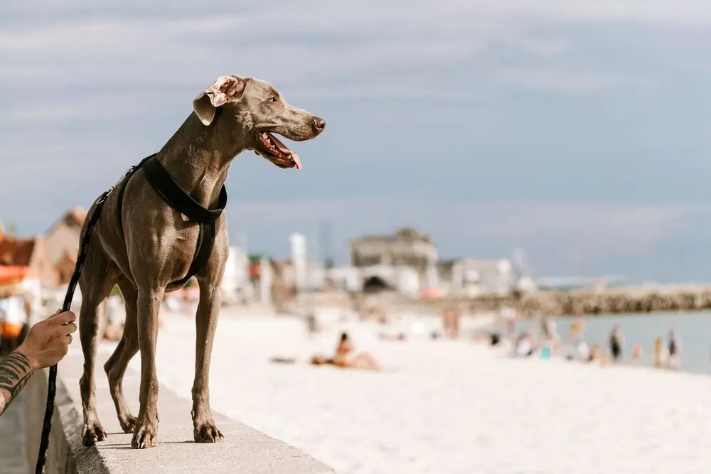 Weimaraner paseando con correa junto al mar.