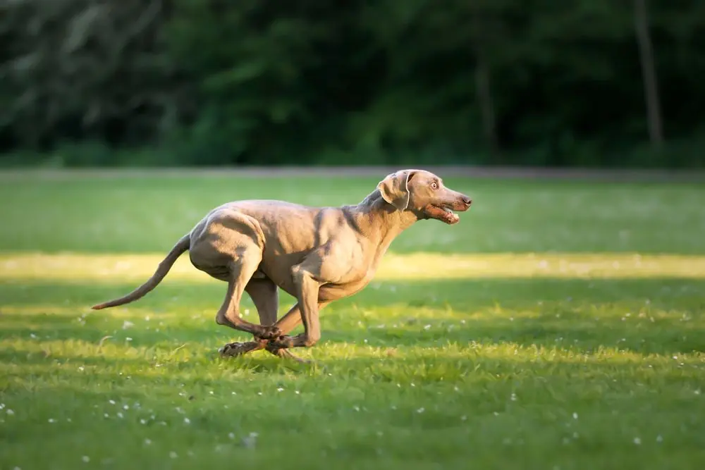 Weimaraner corriendo libremente en el campo.