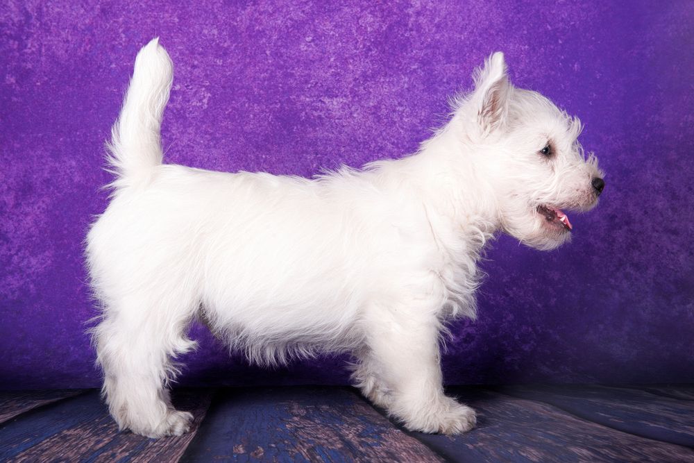 Westie en posición erguida de perfil.