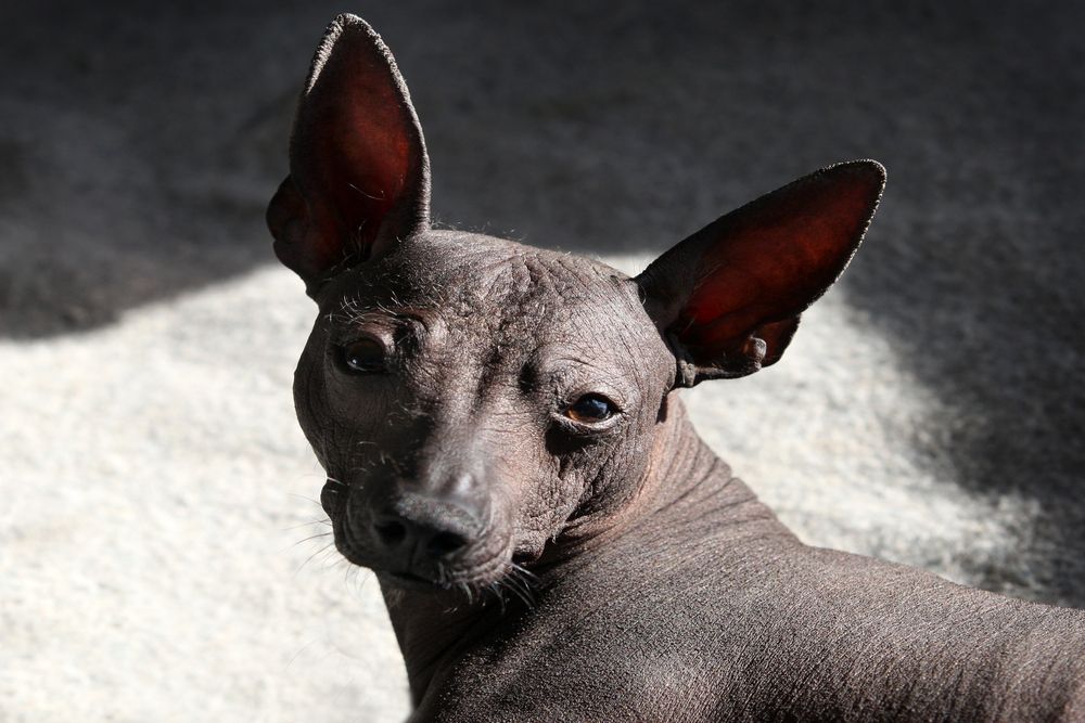 Perro Xolo observando con concentración