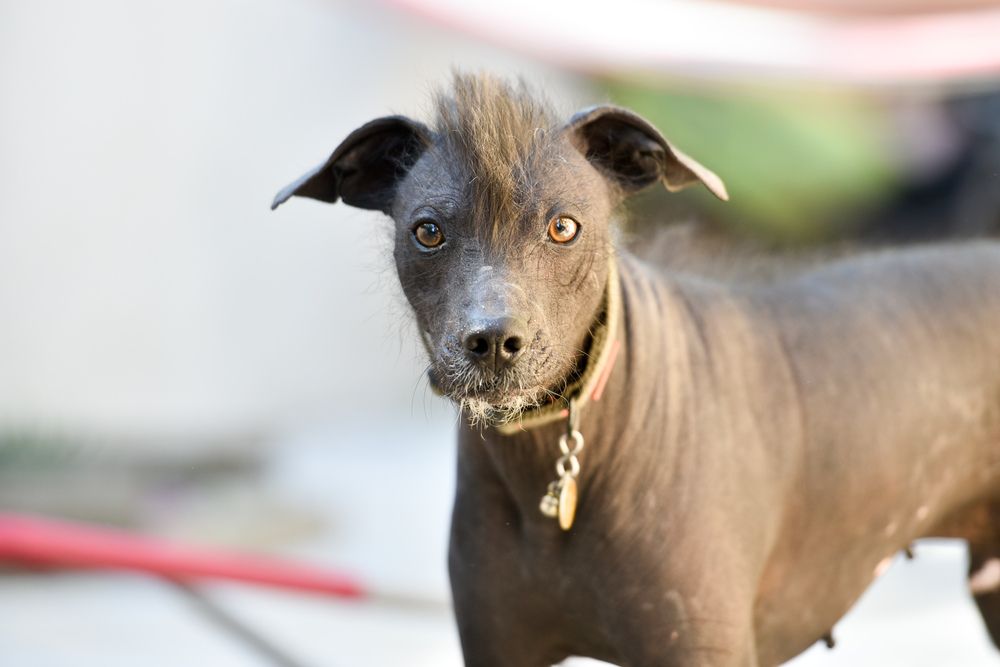 Perro Xoloitzcuintle de pie mirando al frente