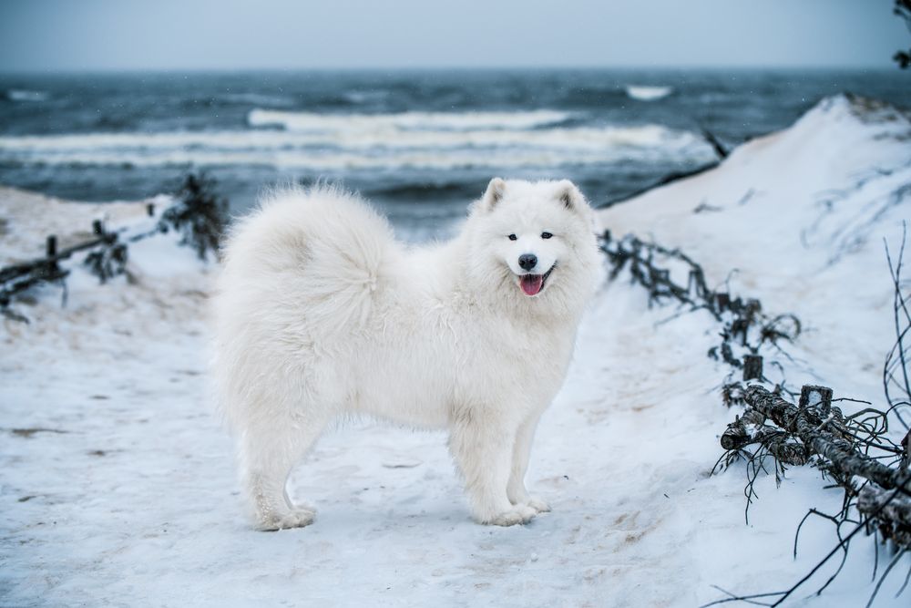Samoyedo blanco explorando la nieve en un paisaje invernal