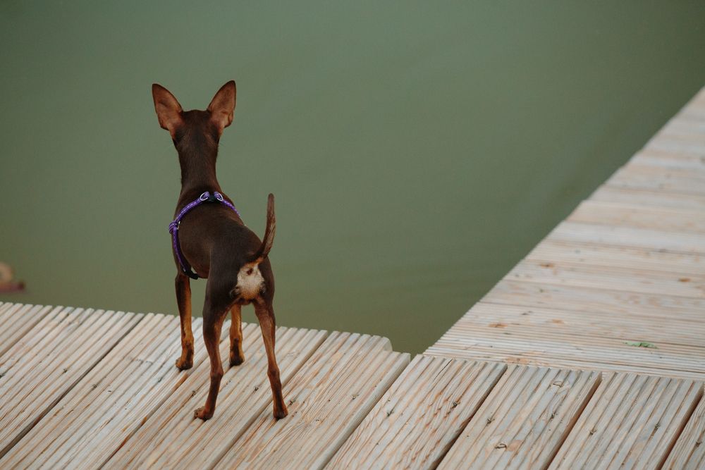 Pincher observando el paisaje frente a un lago