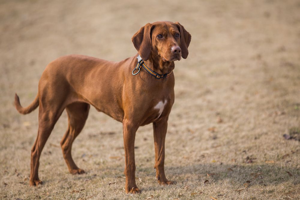 Vizsla de pie en la arena esperando su juguete