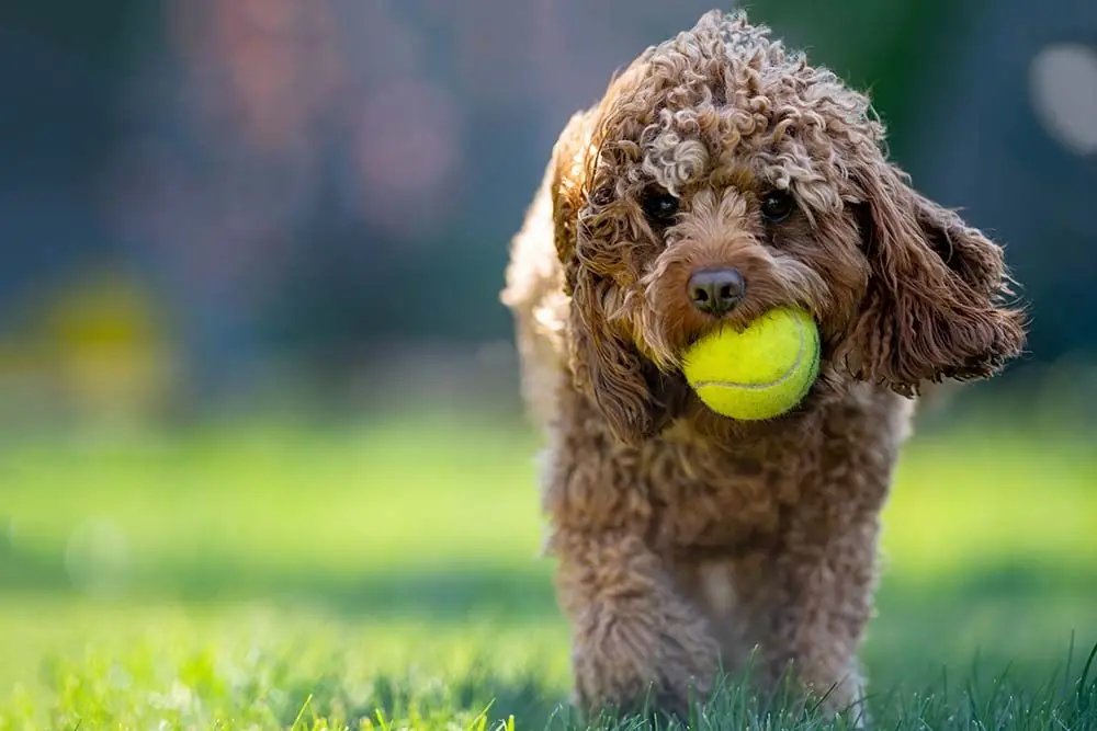 Perros CAVAPOO o CAVOODLE: características, cuidados, alimentación y carácter