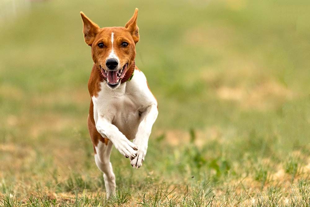 Personalita del basenji