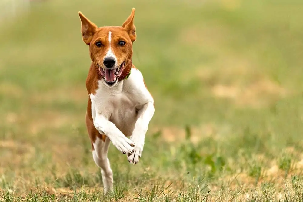 Personalita del basenji