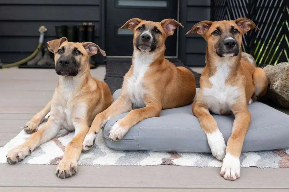 Personalita temperamento del Black Mouth Cur