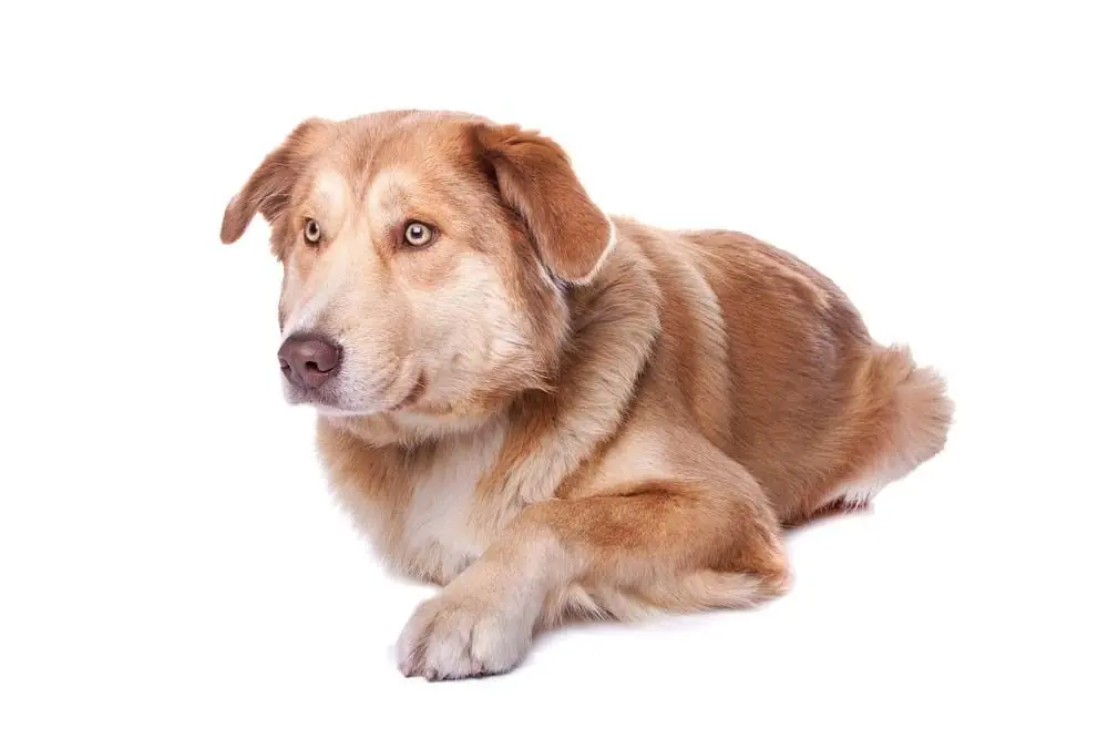 Personalite et temperament del Aidi