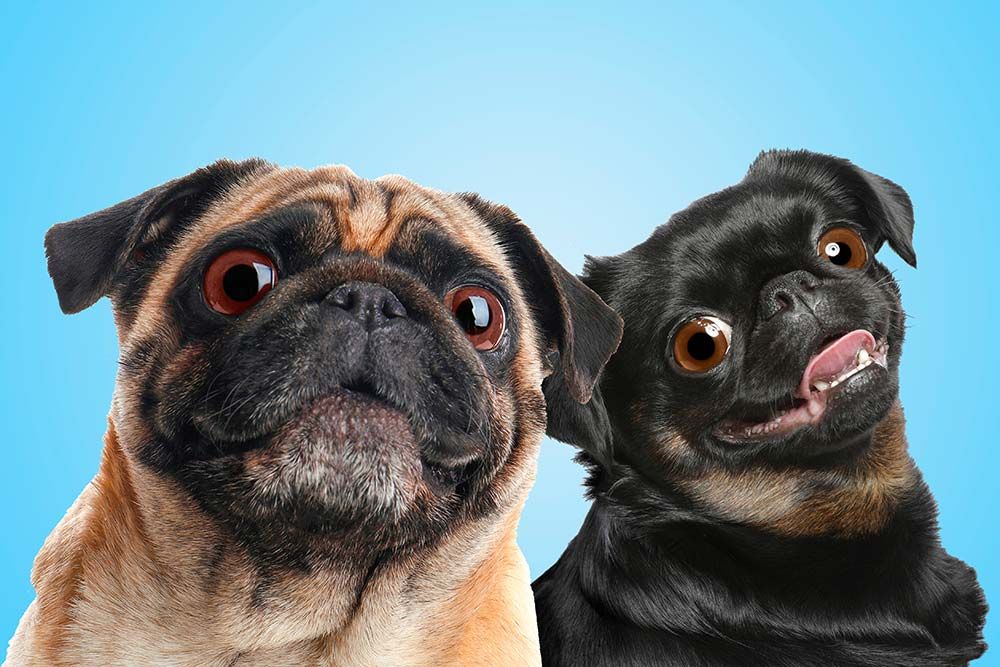 Petit brabancon caracter