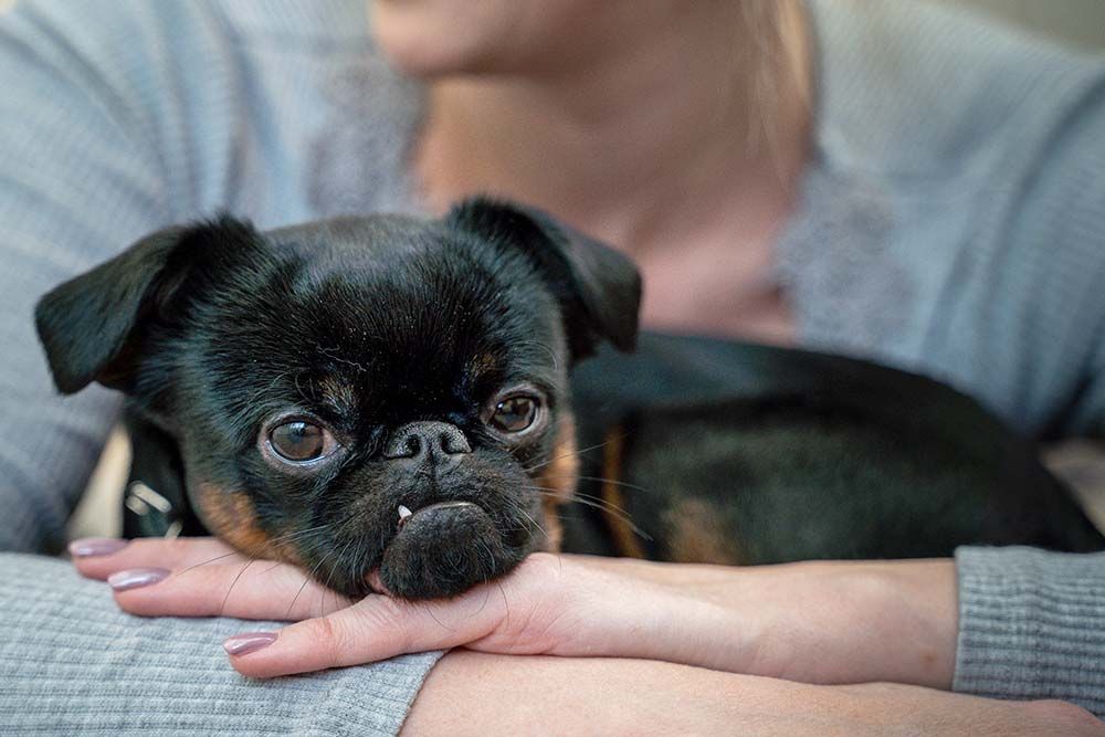 Petit brabancon problemas