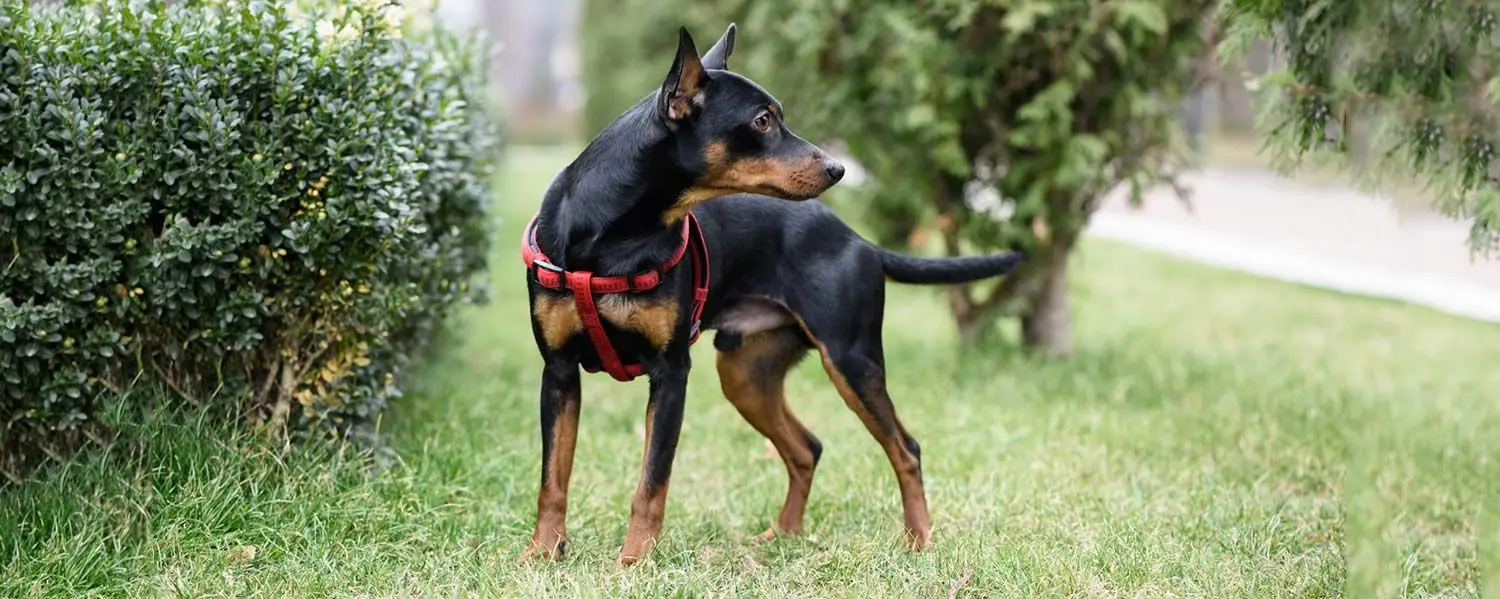 Pinscher miniatura o Dóberman pinscher: características, cuidados y carácter