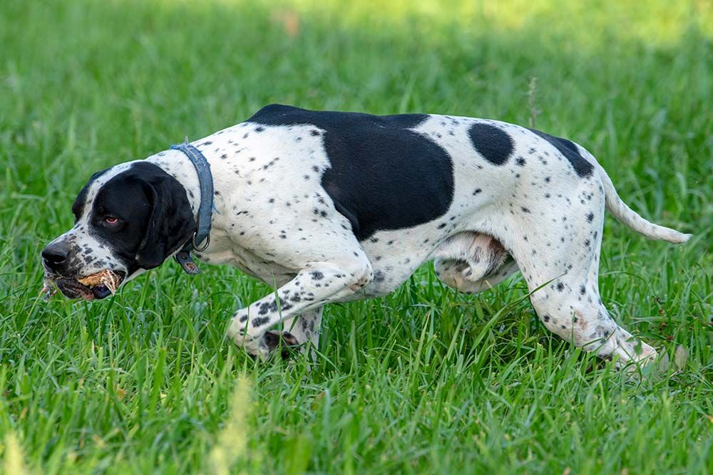 Pointer ingles problemas