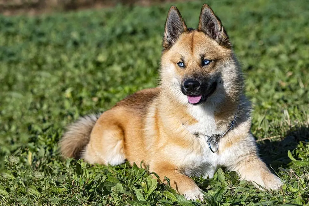 Pomsky: características, cuidados, alimentación y carácter