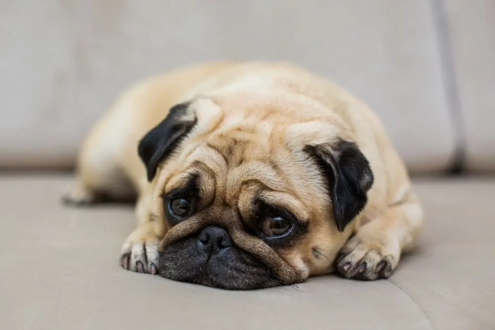 Portada Mi perro vomita