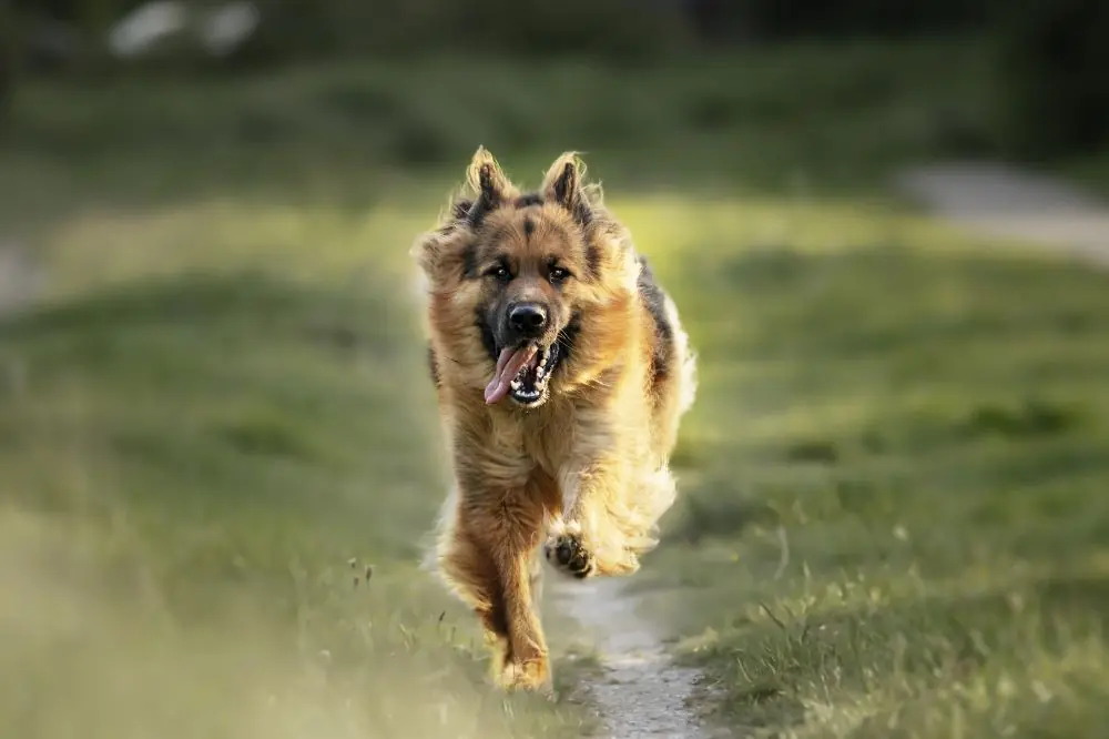 Razas de perros activos: Descubre los perros más enérgicos para disfrutar del aire libre