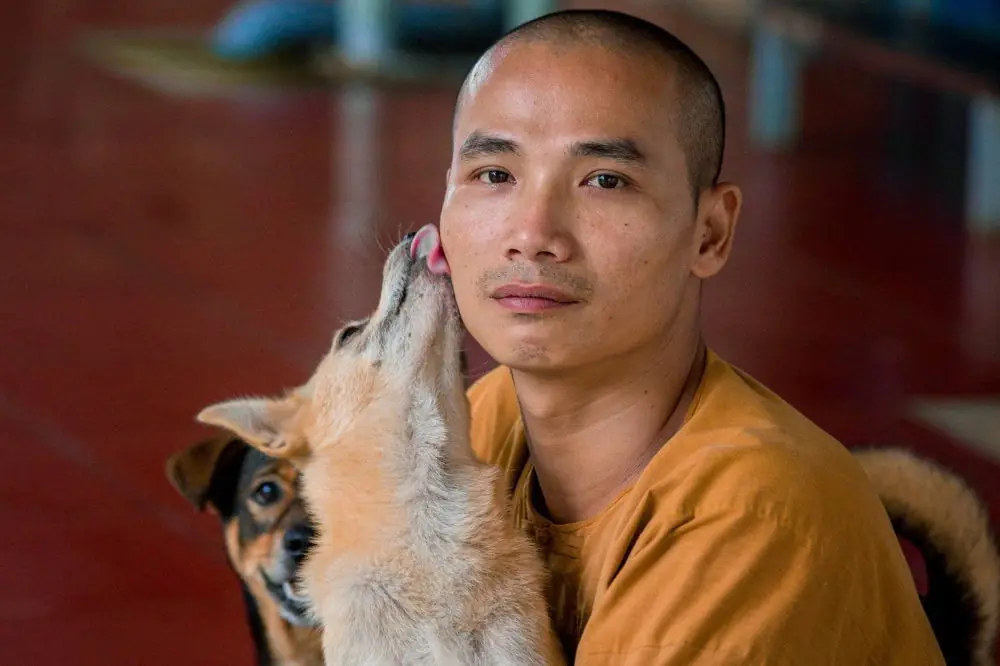 Razas de perros japoneses que debes conocer