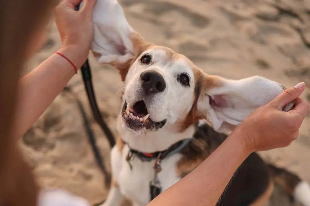 Razas de perros de orejas largas: Descubre los más tiernos y adorables