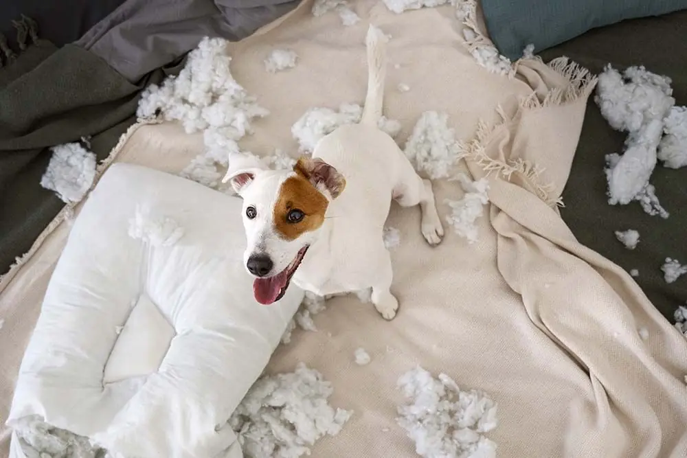 Pourquoi votre chien commence mordre les meubles