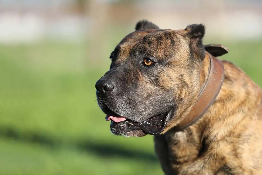 Presa canario o dogo canario: características, cuidados, alimentación y carácter