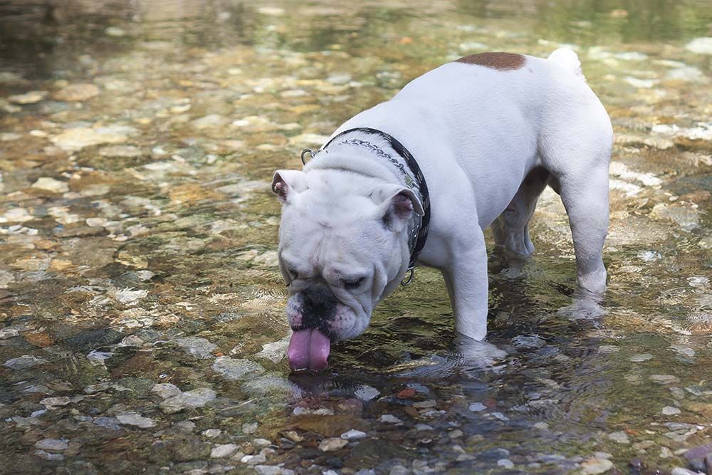 Prevenzione della giardiasi nei cani