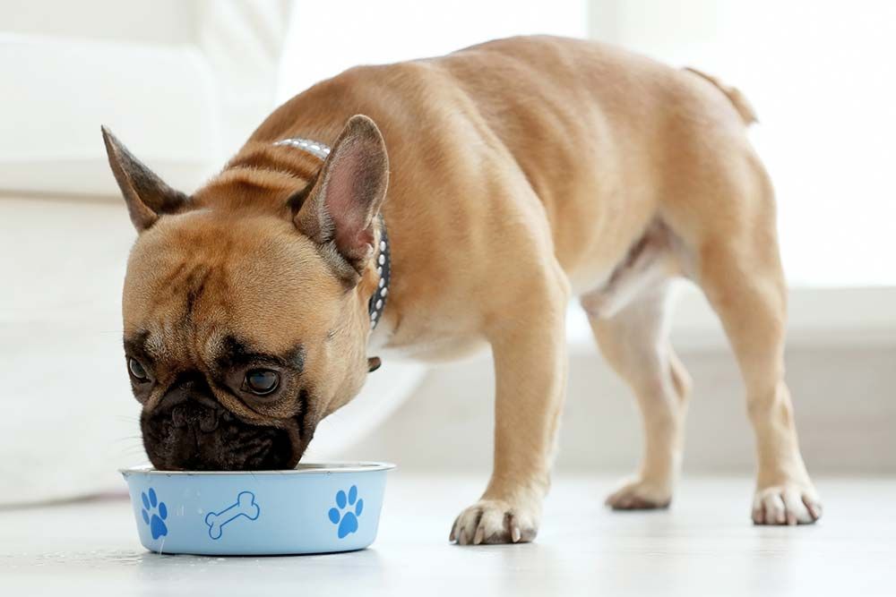 Prevenzione della torsione gastrica