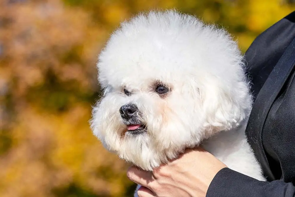 Problemas Bichon Frise