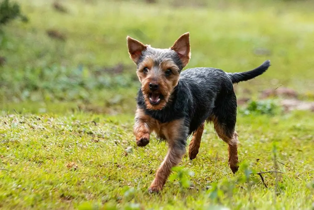 Problemas Terrier australiano