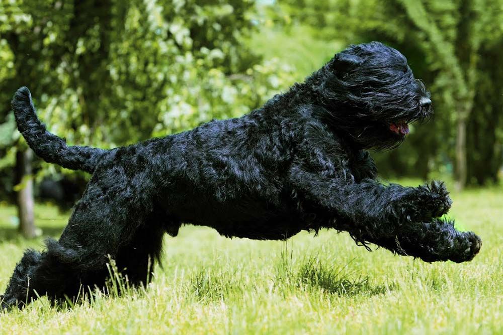 Problemas Terrier negro ruso