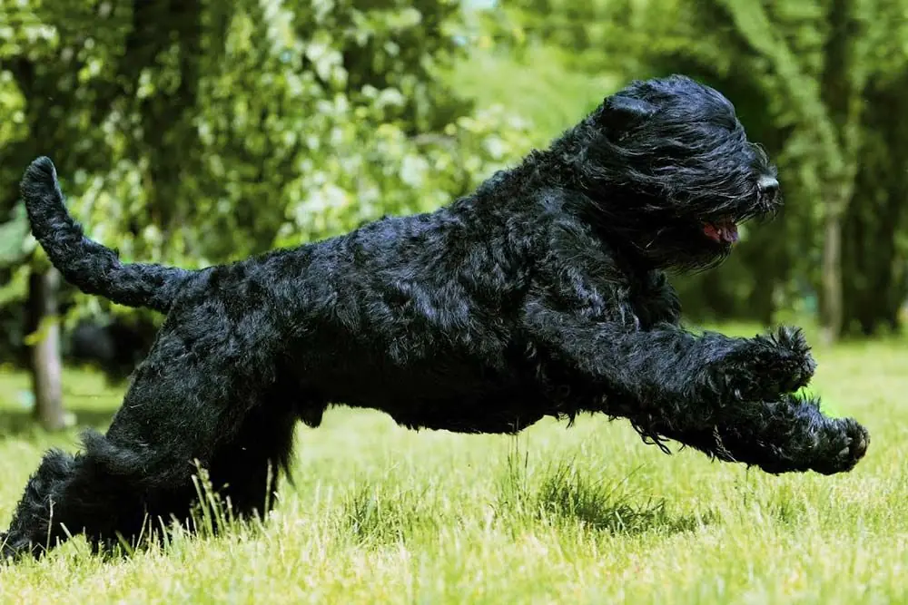 Problemas Terrier negro ruso