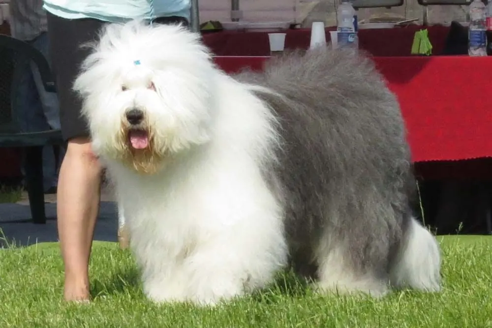 Problemas comunes del Bobtail o Viejo Pastor Ingles