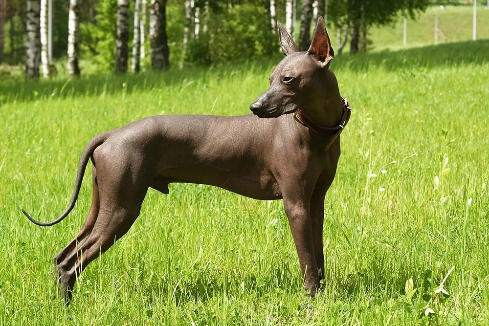 Problemas comunes del xoloitzcuintle