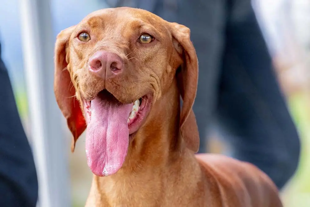 Problemas del Braco hungaro o vizsla