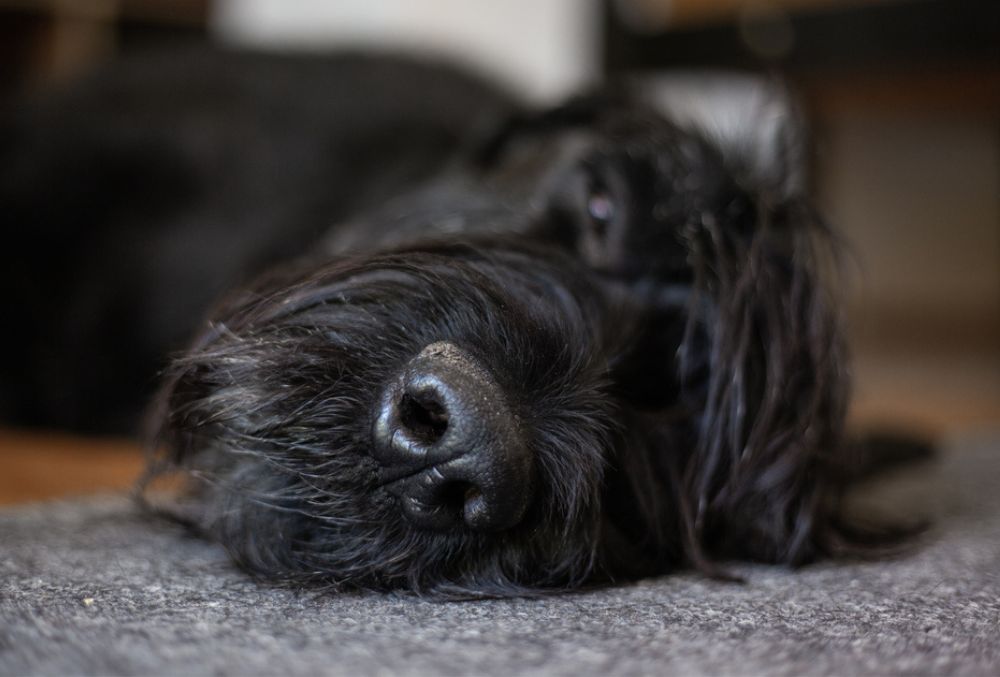 Problemas del Schnauzer Gigante
