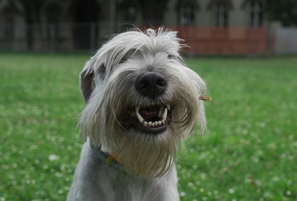 Problemas del Schnauzer estandar