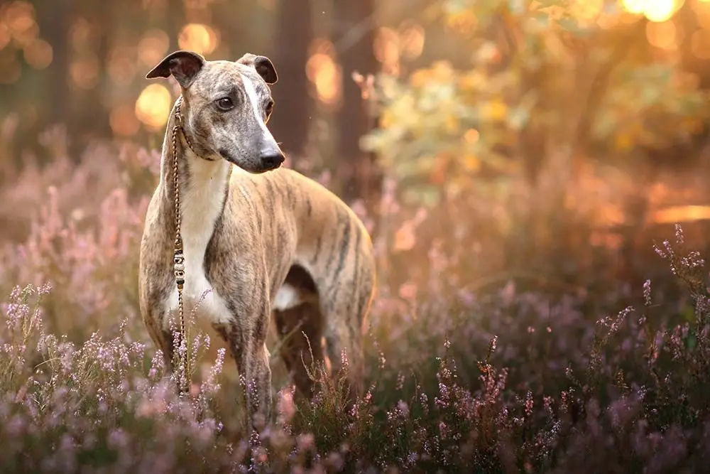 Problemas del Whippet