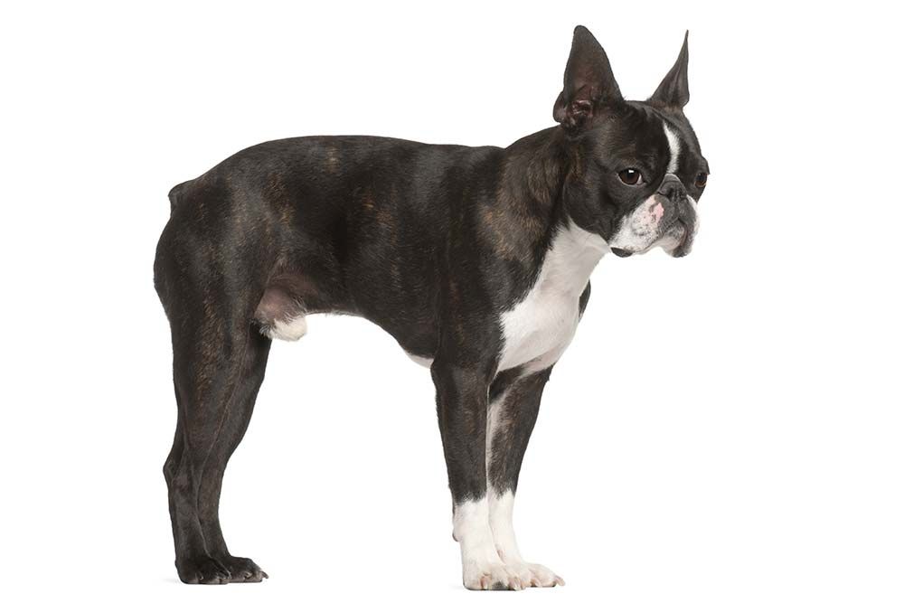 Problemas del boston terrier