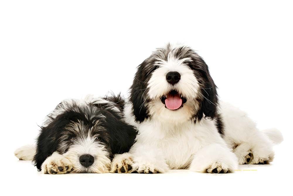 Problemas ma comunes del Pastor Polaco de las Llanuras