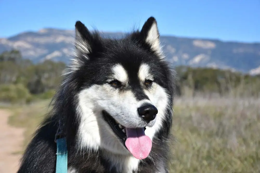 Problemas mas comunes Alusky