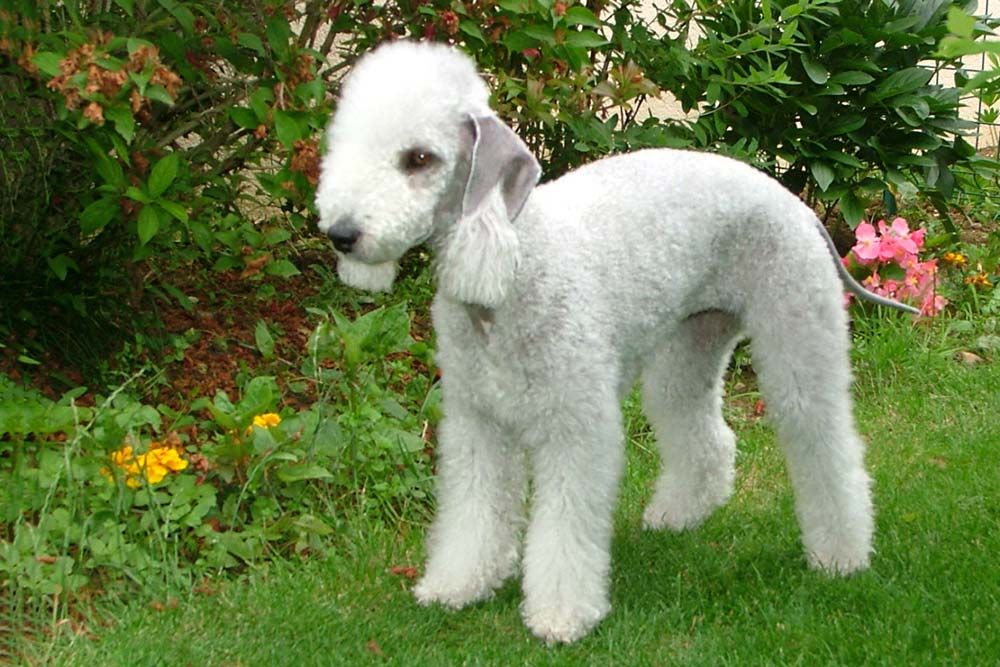 Problemas mas comunes Bedlington terrier