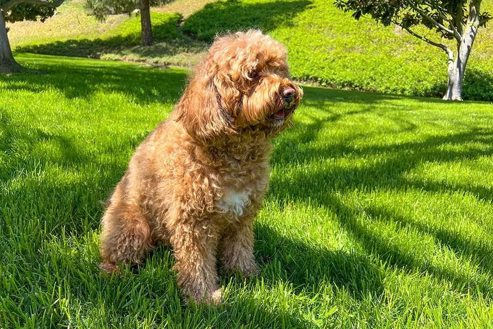 Problemas mas comunes del cavapoo